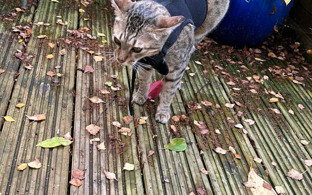 Why Does My Cat March His Back Legs When He Pees?