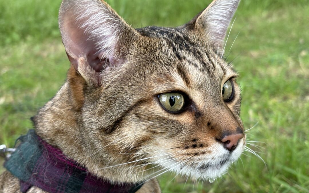 What Is a Savannah Cat? A Complete Introduction to the Breed