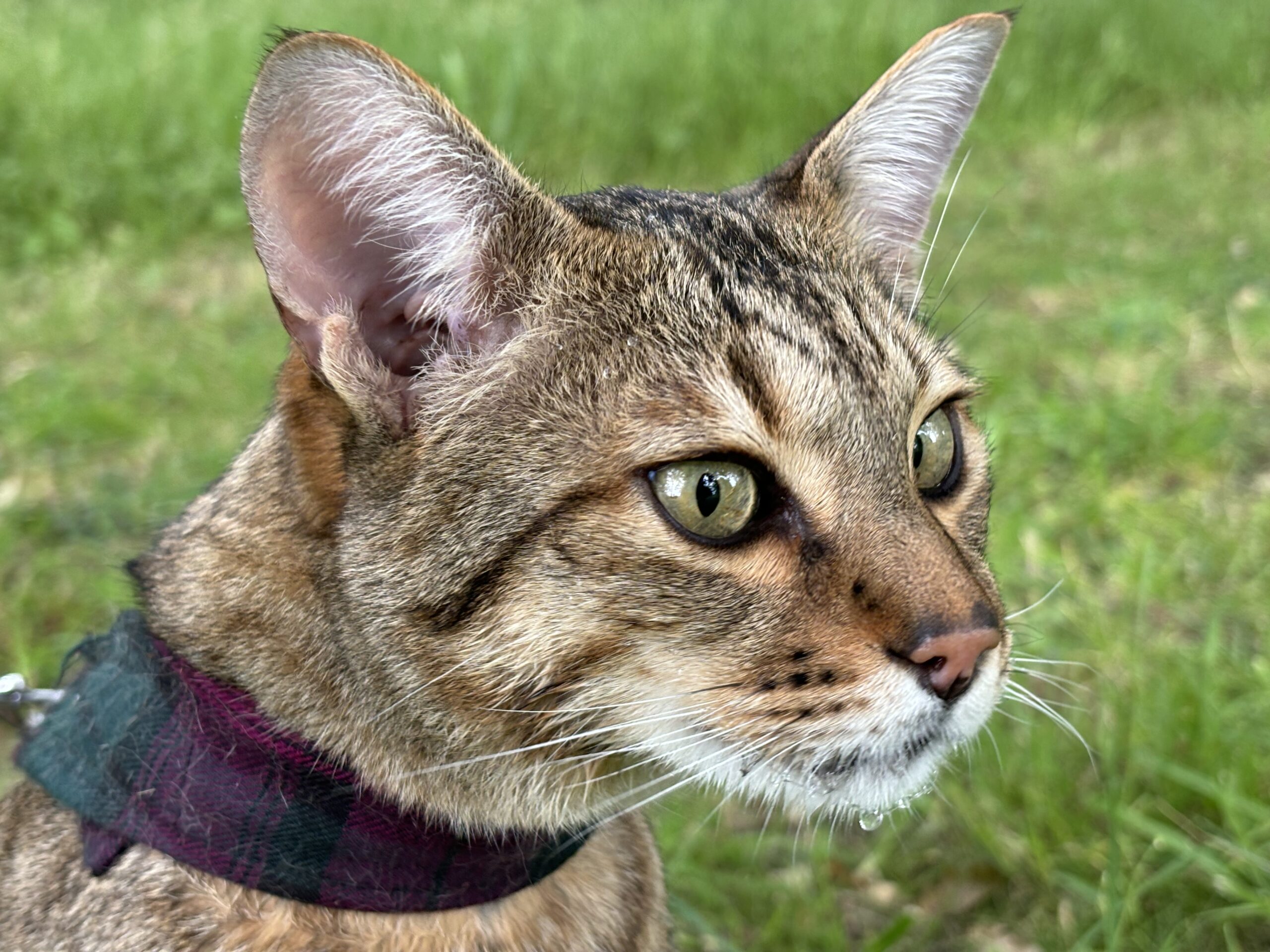 Pushkin the Savannah cat lying indoors, looking directly at the camera
